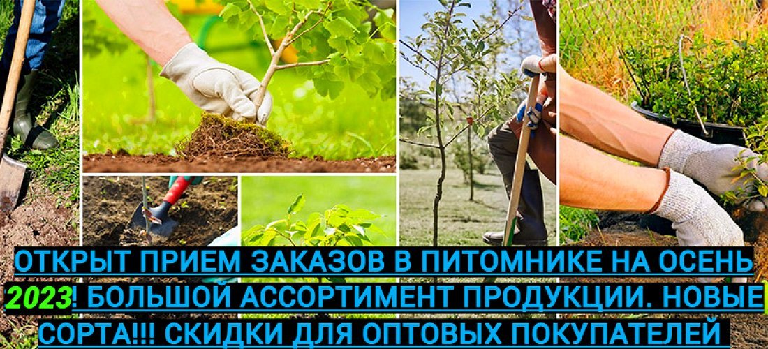 Сад Растений - Интернет магазин саженцев | Купить саженцы в питомнике